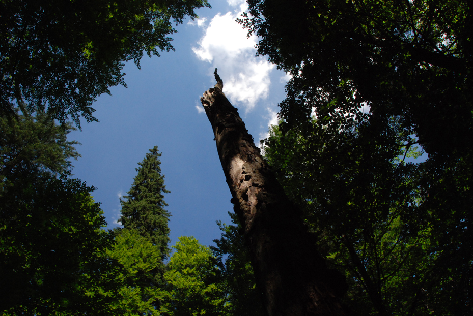 baum